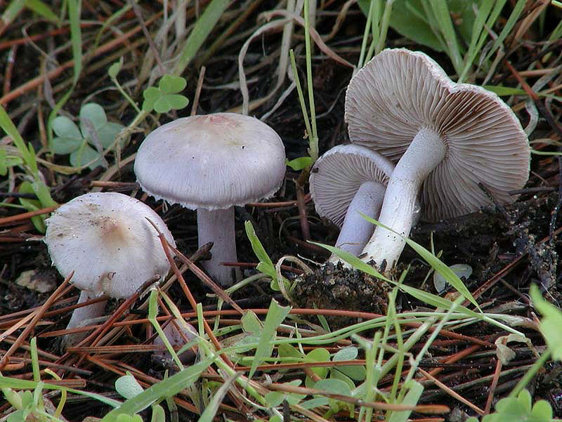 Inocybe geophylla var.lilacina (Fr.) Karst.